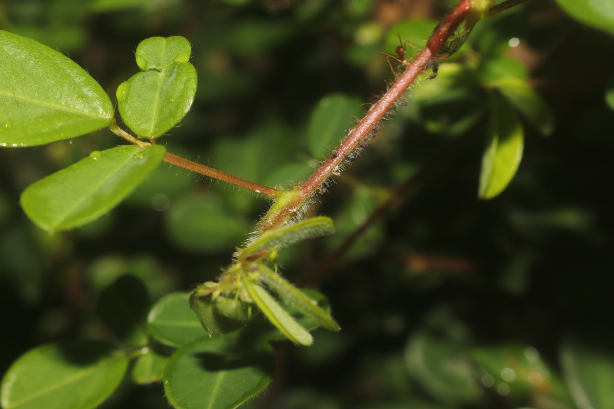 Grona heterophylla (Willd.) H.Ohashi & K.Ohashi